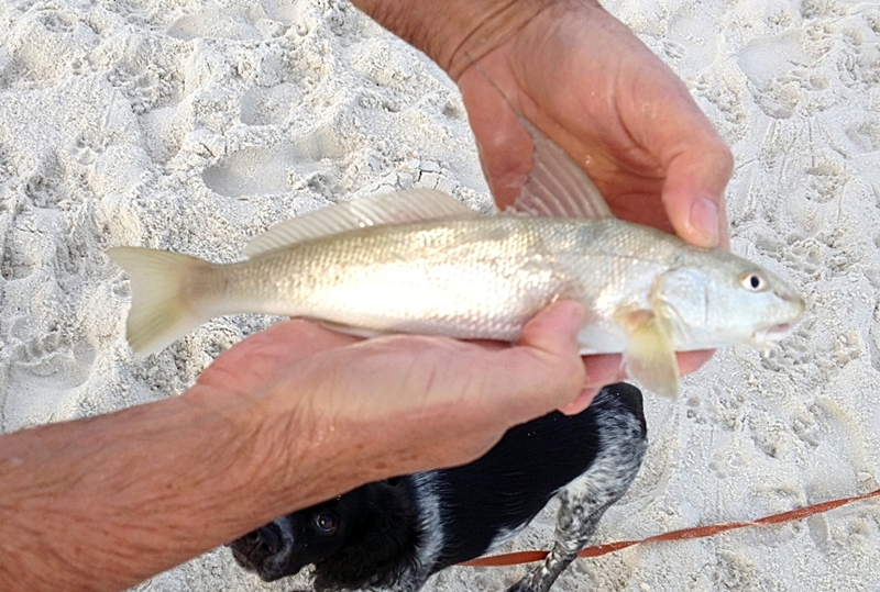 Whiting, Northern Kingfish atenkley